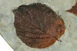 Plate With Six Fossil Leaves (Zizyphoides & Davidia) - Montana #227912-3